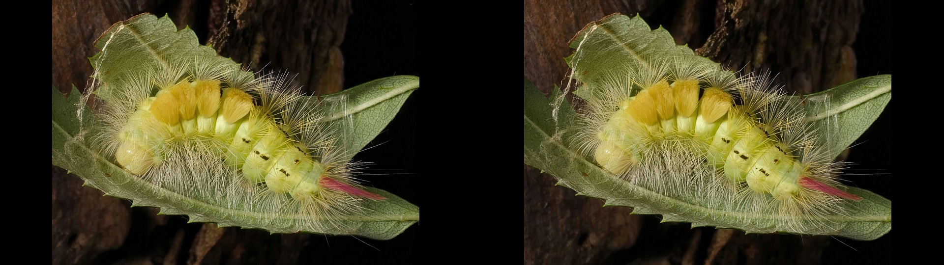 Pale Tussock Moth Caterpillar